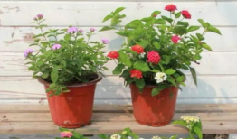 唐山吃瓜爆料视频最新版,揭秘事件真相与幕后黑幕